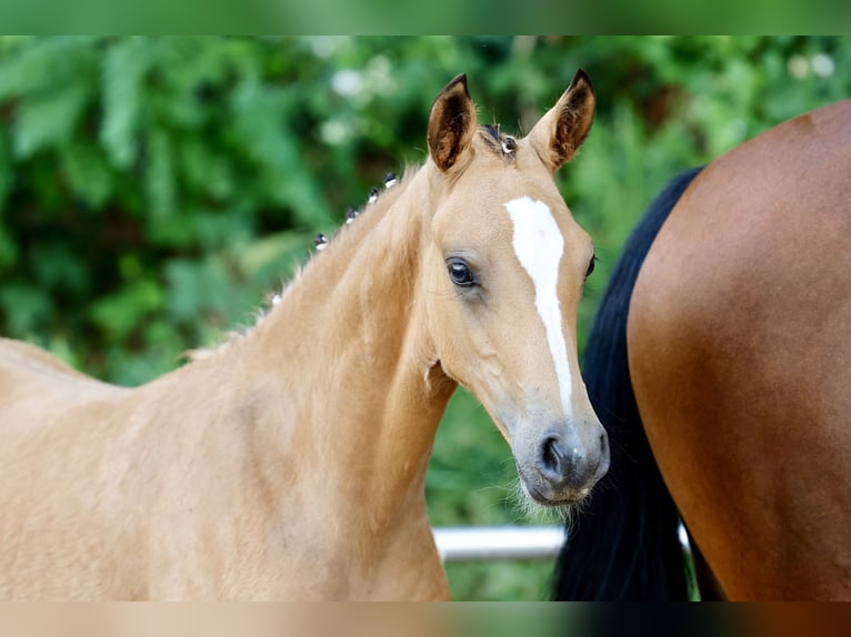 Deutsches Reitpony Stute Fohlen (04/2026) Falbe in Wiefelstede