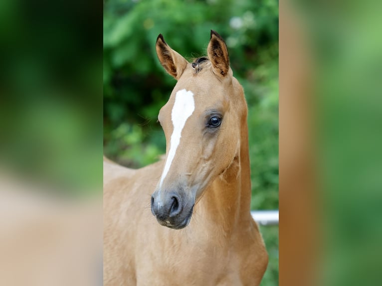 Deutsches Reitpony Stute Fohlen (04/2026) Falbe in Wiefelstede