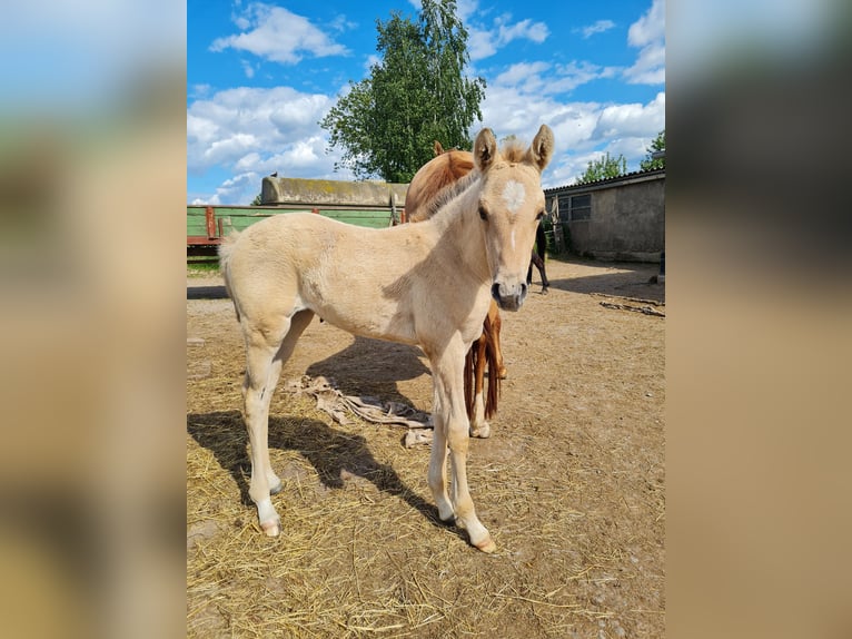 Deutsches Reitpony Stute  Falbe in Derental
