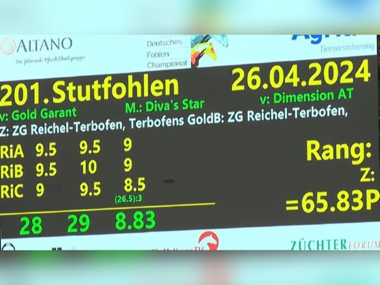 Deutsches Reitpony Stute  Falbe in Derental