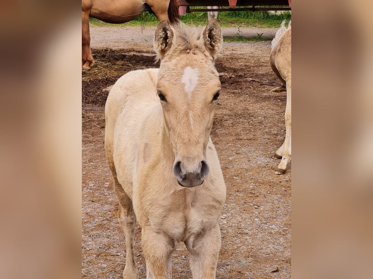 Deutsches Reitpony Stute  Falbe in Derental