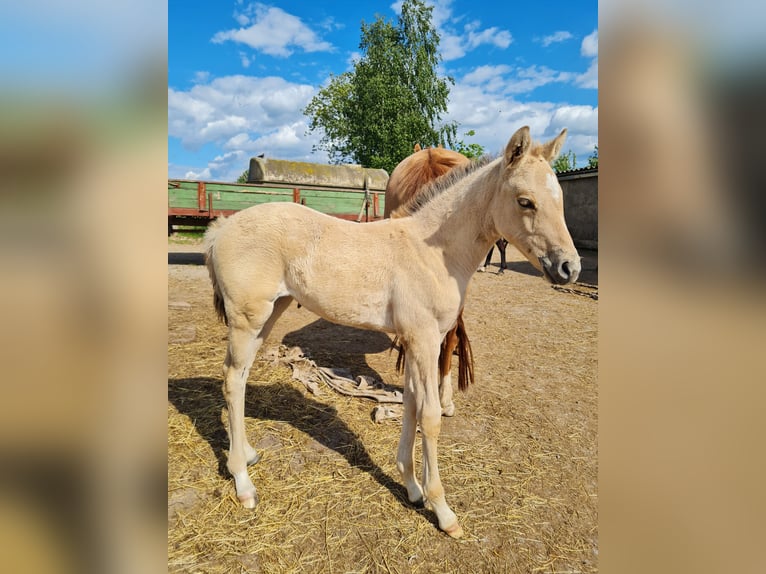 Deutsches Reitpony Stute  Falbe in Derental