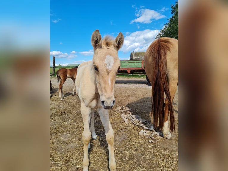 Deutsches Reitpony Stute  Falbe in Derental