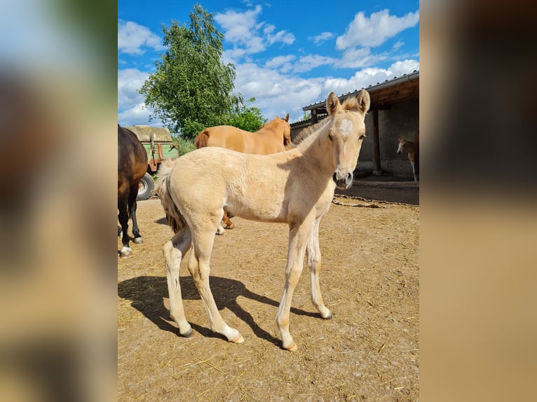 Deutsches Reitpony Stute  Falbe in Derental