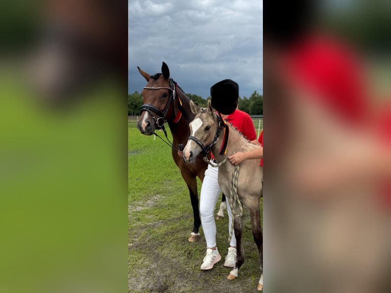 Deutsches Reitpony Stute  Falbe in WesterstedeWesterstede