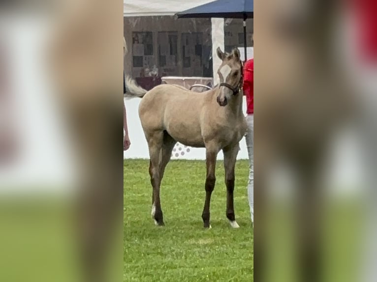 Deutsches Reitpony Stute  Falbe in WesterstedeWesterstede