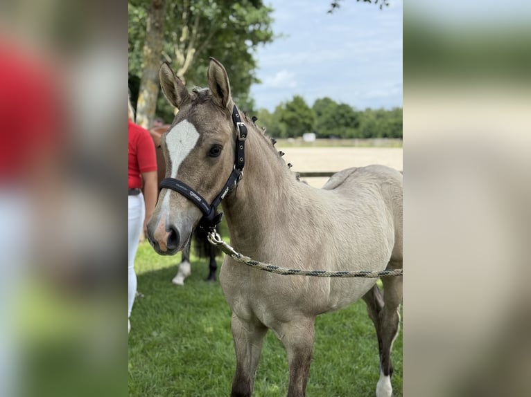Deutsches Reitpony Stute  Falbe in WesterstedeWesterstede