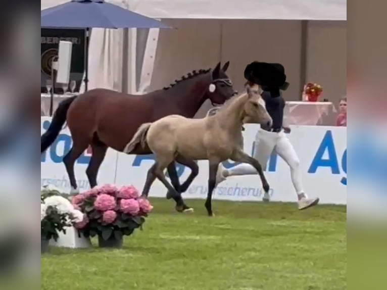Deutsches Reitpony Stute  Falbe in WesterstedeWesterstede
