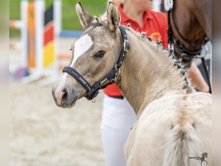 Deutsches Reitpony Stute  Falbe in WesterstedeWesterstede