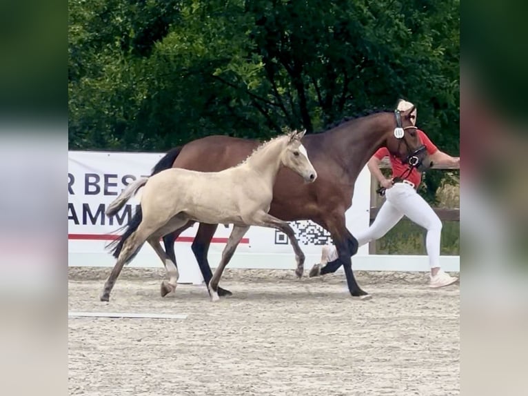 Deutsches Reitpony Stute  Falbe in WesterstedeWesterstede