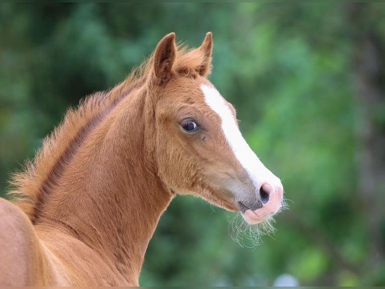 Deutsches Reitpony Stute Fohlen (04/2024) Fuchs in Dannenberg