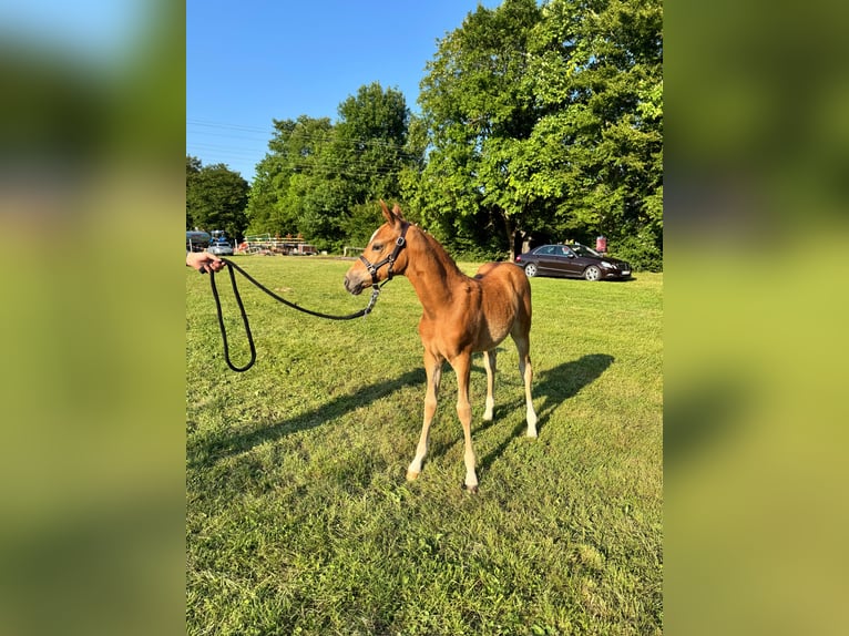 Deutsches Reitpony Stute  Fuchs in Forchheim