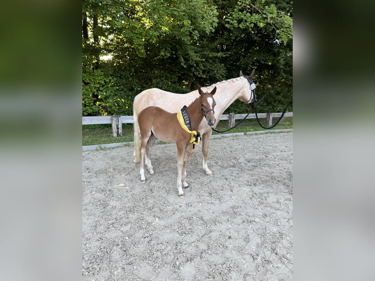 Deutsches Reitpony Stute  Fuchs in Forchheim
