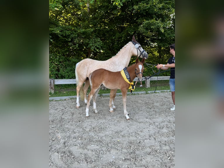 Deutsches Reitpony Stute  Fuchs in Forchheim