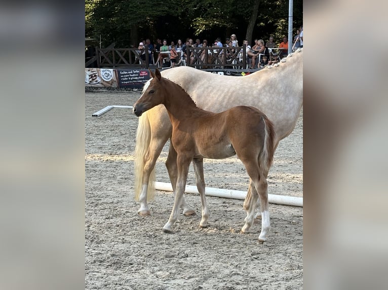 Deutsches Reitpony Stute  Fuchs in Forchheim