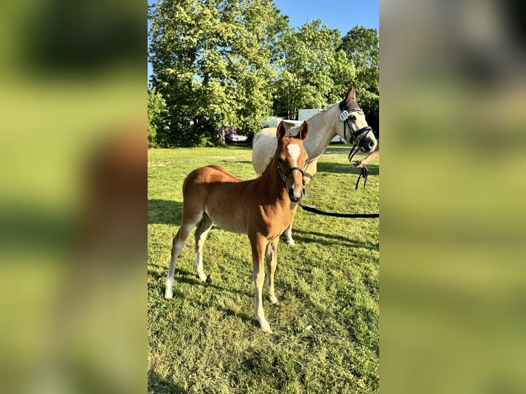 Deutsches Reitpony Stute  Fuchs in Forchheim