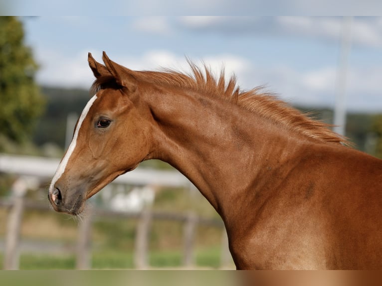 Deutsches Reitpony Stute Fohlen (04/2026) Fuchs in Kitzingen