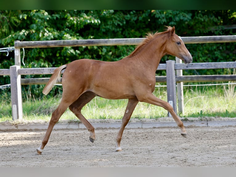 Deutsches Reitpony Stute Fohlen (04/2026) Fuchs in Kitzingen