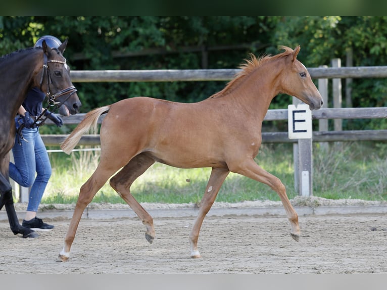 Deutsches Reitpony Stute Fohlen (04/2026) Fuchs in Kitzingen