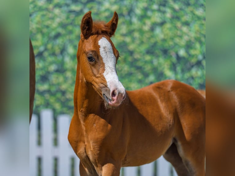 Deutsches Reitpony Stute Fohlen (06/2026) Fuchs in Mnster-Handorf