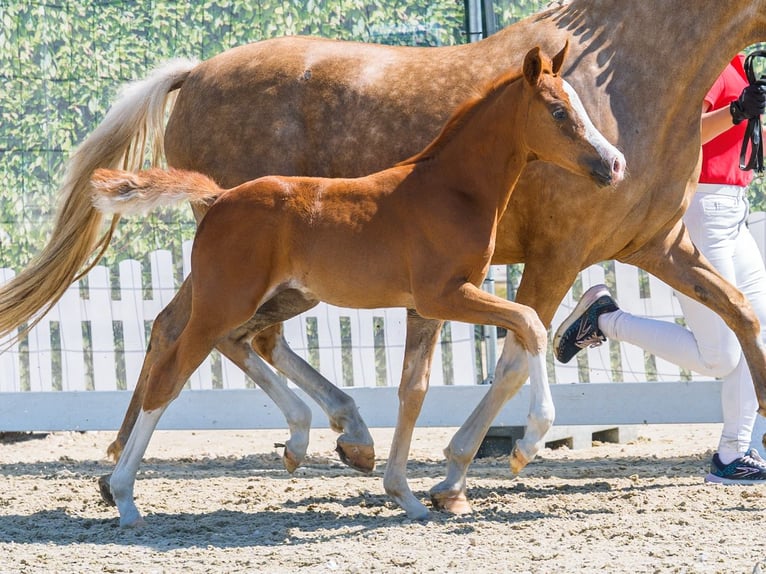 Deutsches Reitpony Stute Fohlen (06/2026) Fuchs in Mnster-Handorf