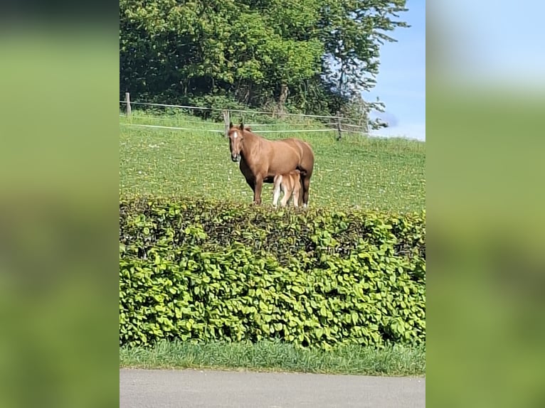 Deutsches Reitpony Stute Fohlen (04/2026) Fuchs in Nümbrecht