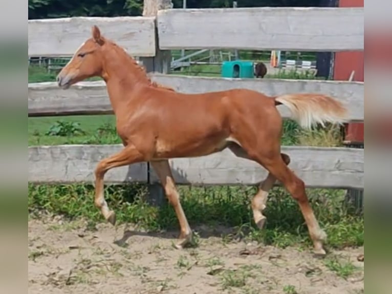 Deutsches Reitpony Stute Fohlen (03/2024) Fuchs in Ritterhude