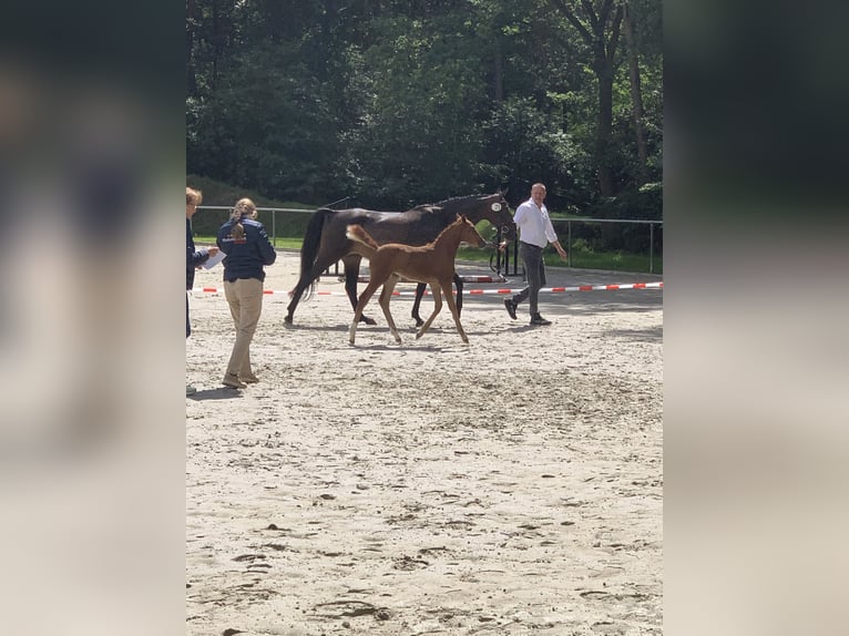 Deutsches Reitpony Stute Fohlen (05/2025) Fuchs in D&#xF6;rpen