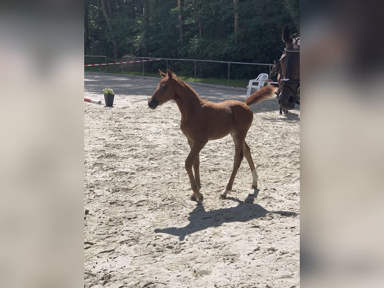 Deutsches Reitpony Stute Fohlen (05/2025) Fuchs in D&#xF6;rpen