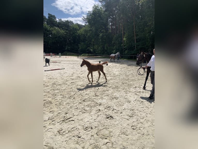 Deutsches Reitpony Stute Fohlen (05/2025) Fuchs in D&#xF6;rpen