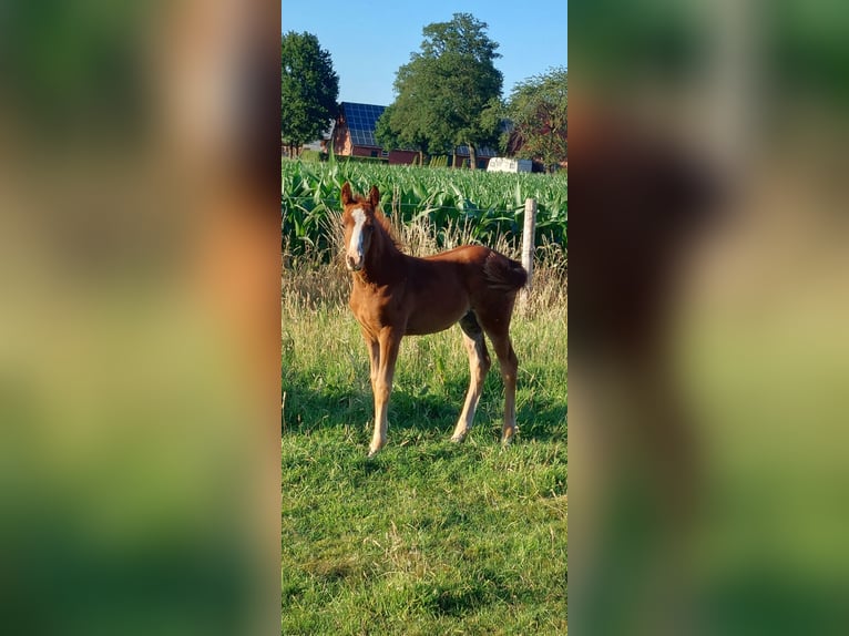 Deutsches Reitpony Stute  Fuchs in M&#xFC;nsterland