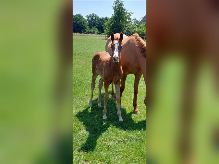Deutsches Reitpony Stute  Fuchs in M&#xFC;nsterland
