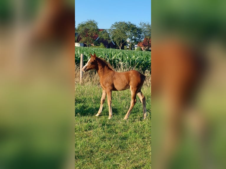 Deutsches Reitpony Stute  Fuchs in M&#xFC;nsterland