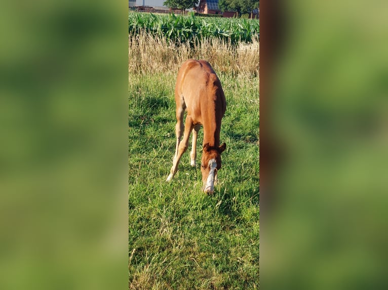 Deutsches Reitpony Stute  Fuchs in M&#xFC;nsterland