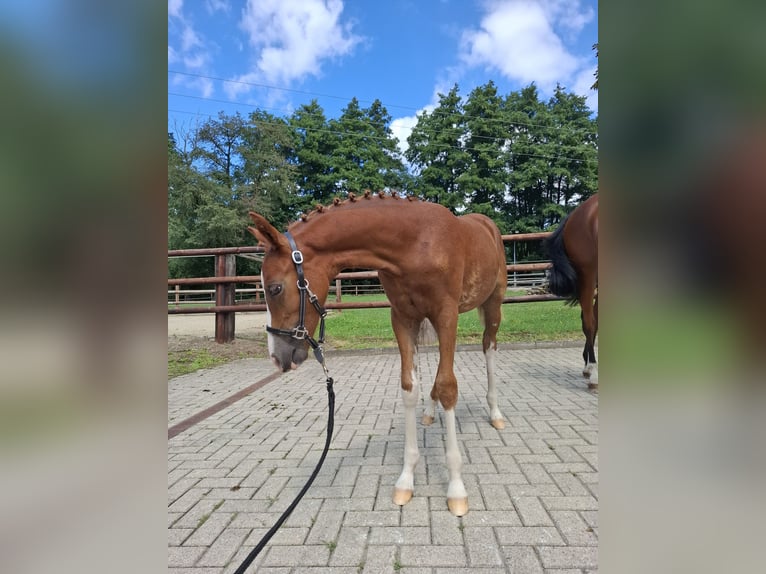 Deutsches Reitpony Stute Fohlen (04/2025) Fuchs in Marienfels