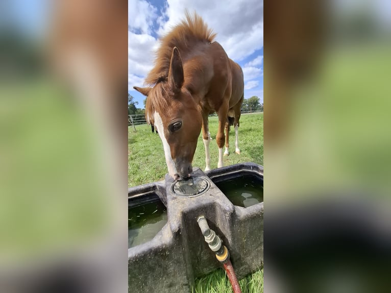 Deutsches Reitpony Stute Fohlen (04/2025) Fuchs in Marienfels