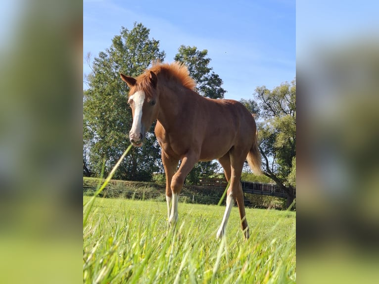 Deutsches Reitpony Stute Fohlen (04/2025) Fuchs in Marienfels