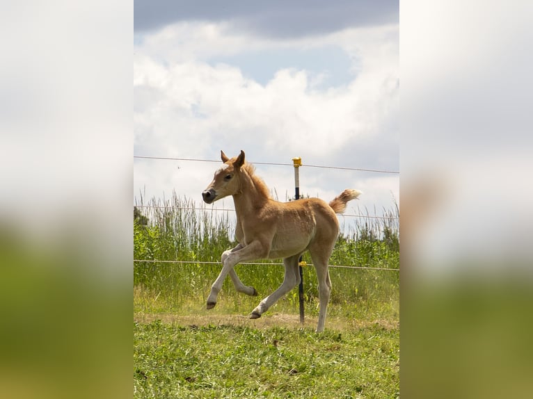 Deutsches Reitpony Mix Stute  Fuchs in W&#xF6;rth an der Donau
