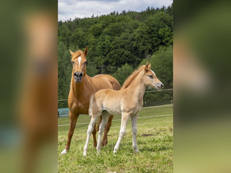 Deutsches Reitpony Mix Stute  Fuchs in W&#xF6;rth an der Donau