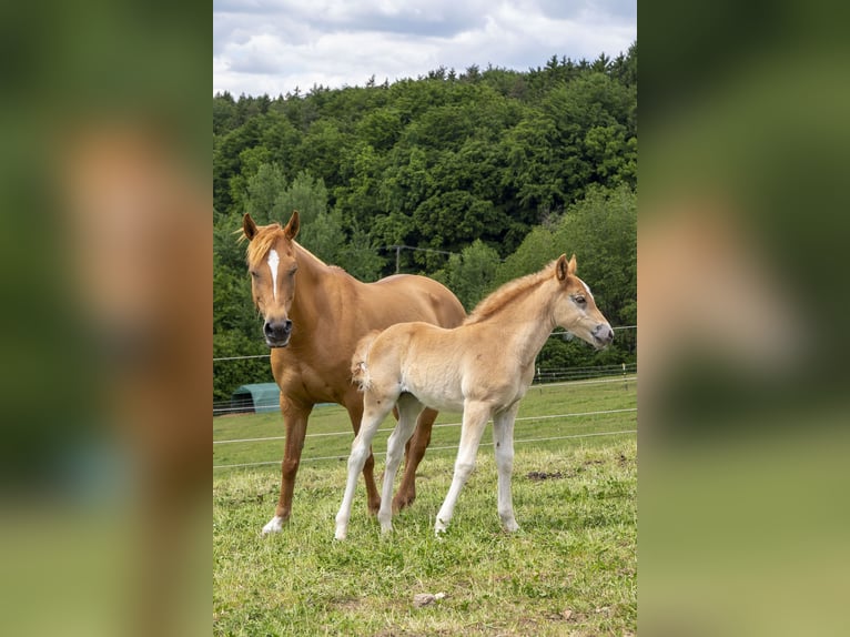 Deutsches Reitpony Mix Stute  Fuchs in W&#xF6;rth an der Donau