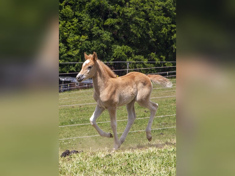 Deutsches Reitpony Mix Stute  Fuchs in W&#xF6;rth an der Donau