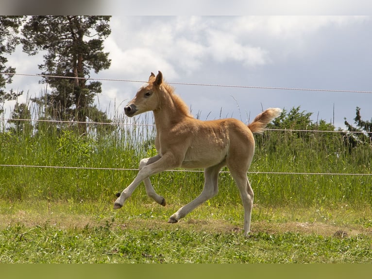 Deutsches Reitpony Mix Stute  Fuchs in W&#xF6;rth an der Donau