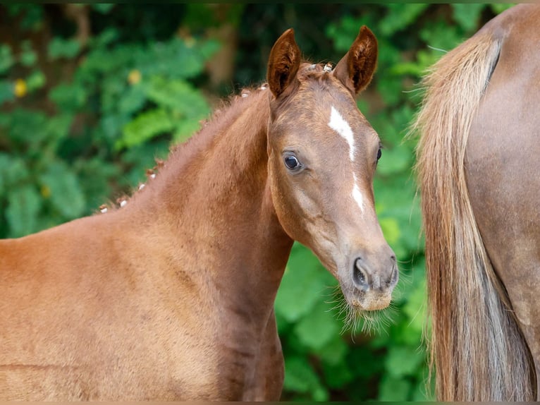 Deutsches Reitpony Stute Fohlen (05/2024) Fuchs in Varel