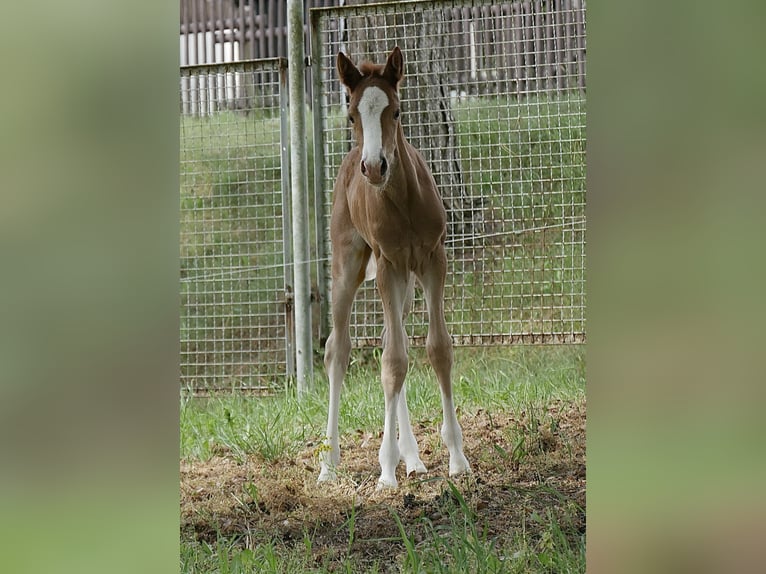 Deutsches Reitpony Stute  Fuchs in Leubsdorf