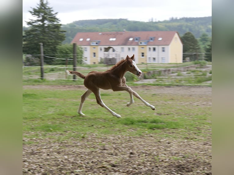 Deutsches Reitpony Stute  Fuchs in Leubsdorf