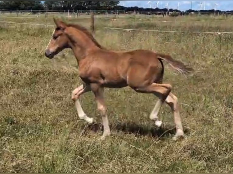 Deutsches Reitpony Stute Fohlen (05/2026) Fuchs in Teutschenthal