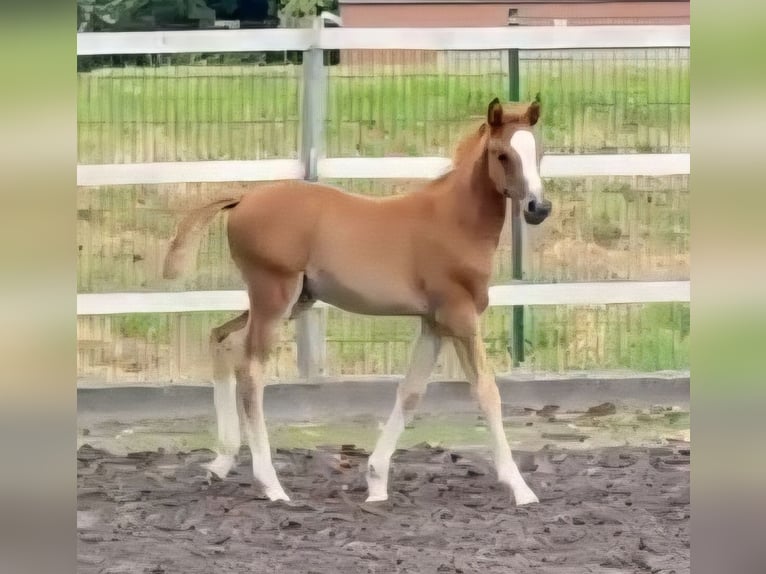 Deutsches Reitpony Stute Fohlen (05/2025) Fuchs in Viersen