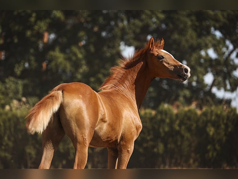 Deutsches Reitpony Stute Fohlen (04/2026) Fuchs in Wört