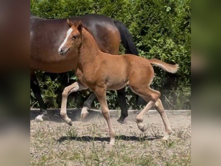 Deutsches Reitpony Stute Fohlen (04/2026) Fuchs in Wört