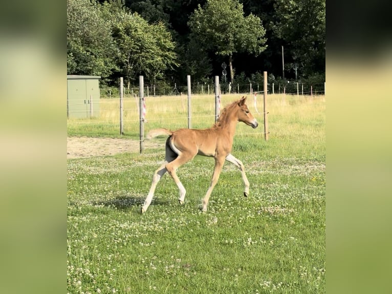 Deutsches Reitpony Stute  Fuchs in D&#xF6;tlingen